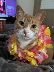 Lost Female Cat last seen Hamilton Discount Tire, Sioux City, IA 51104