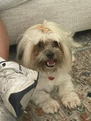 Found/Stray Female Dog last seen Adventure Way and Discovery Dr, Ladson, SC 29456