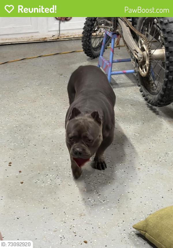 Reunited Male Dog last seen By palm and coronado san diego, San Diego, CA 92154