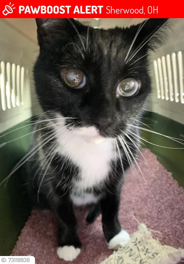 Lost Male Cat last seen Gainsborough Lane and Gamwell, Sherwood, OH 45230