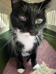Lost Male Cat last seen Gainsborough Lane and Gamwell, Sherwood, OH 45230
