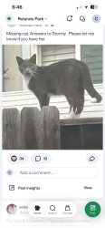 Lost Female Cat last seen College Grove and college Ab, San Diego, CA 92115