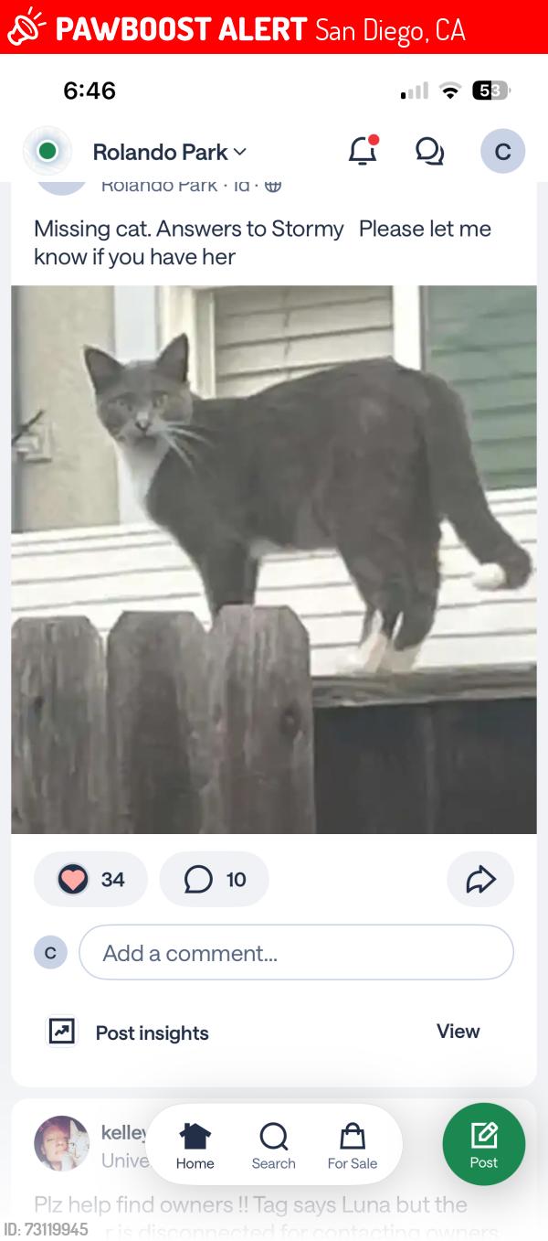 Lost Female Cat last seen College Grove and college Ab, San Diego, CA 92115