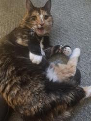 Reunited Female Cat last seen Stockport, Heaton Norris, England 