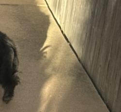 Reunited Male Dog last seen Carmel Creek Rd, San Diego, CA 92130