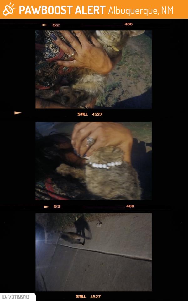 Found/Stray Unknown Cat last seen Moon/Constitution, Albuquerque, NM 87112