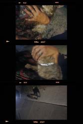 Found/Stray Unknown Cat last seen Moon/Constitution, Albuquerque, NM 87112