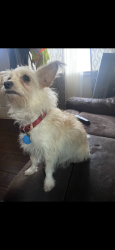 Lost Female Dog last seen Travis st Manassas park , Manassas Park, VA 20111