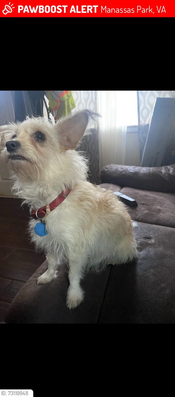 Lost Female Dog last seen Travis st Manassas park , Manassas Park, VA 20111