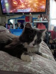 Lost Female Cat last seen Kinsey and 1st  Close to Bader Mechanical , Richmond, IN 47374