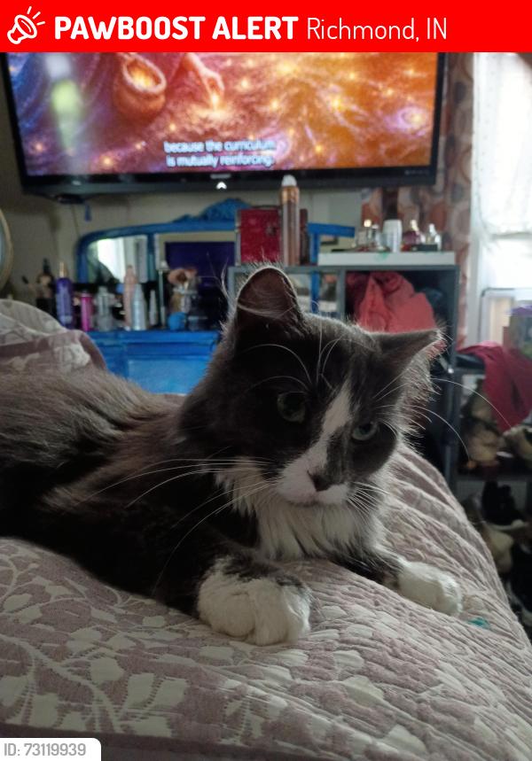 Lost Female Cat last seen Kinsey and 1st  Close to Bader Mechanical , Richmond, IN 47374
