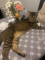 Reunited Male Cat last seen Brickyard , Chicago, IL 60641