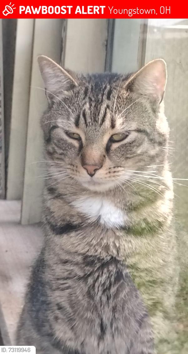Lost Male Cat last seen Shirley road, Youngstown, OH 44502