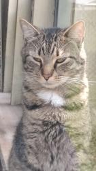 Lost Male Cat last seen Shirley road, Youngstown, OH 44502