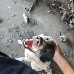 Found/Stray Male Dog last seen Shields Ave, Fresno, Fresno, CA 93722
