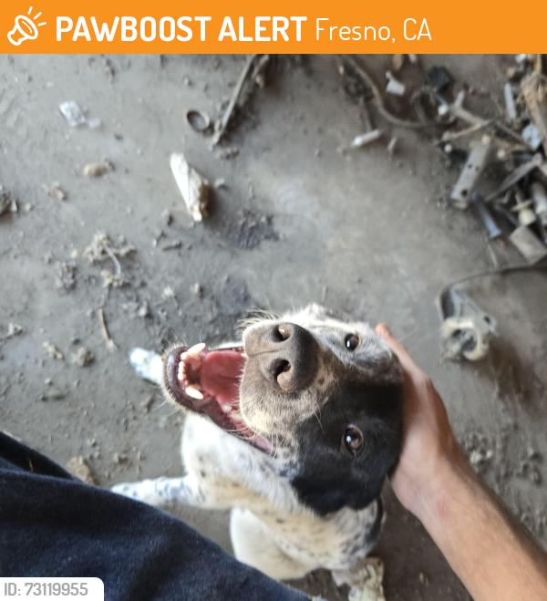 Found/Stray Male Dog last seen Shields Ave, Fresno, Fresno, CA 93722