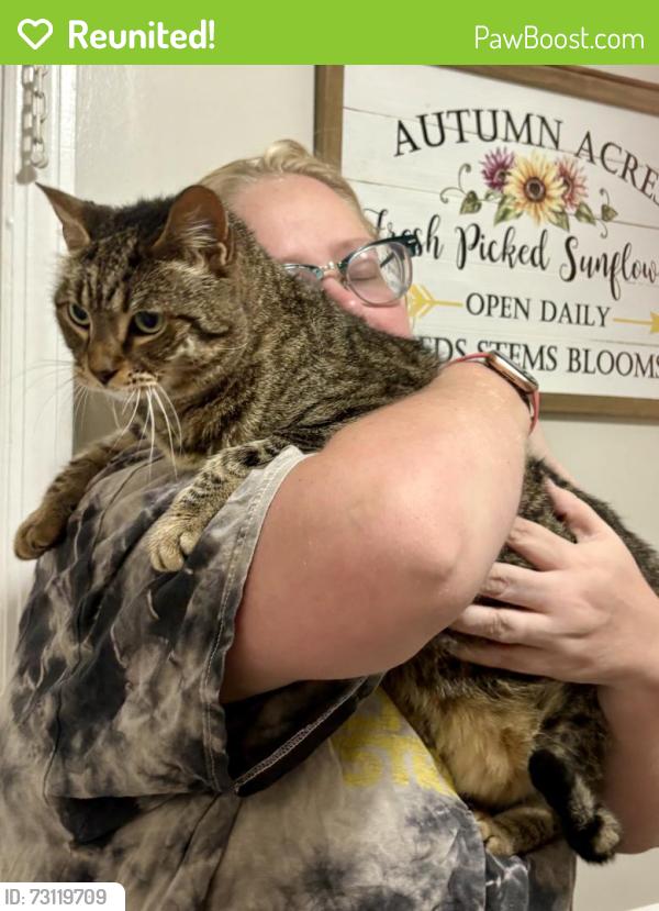 Reunited Female Cat last seen Robinhood Ct, Maitland, FL 32751