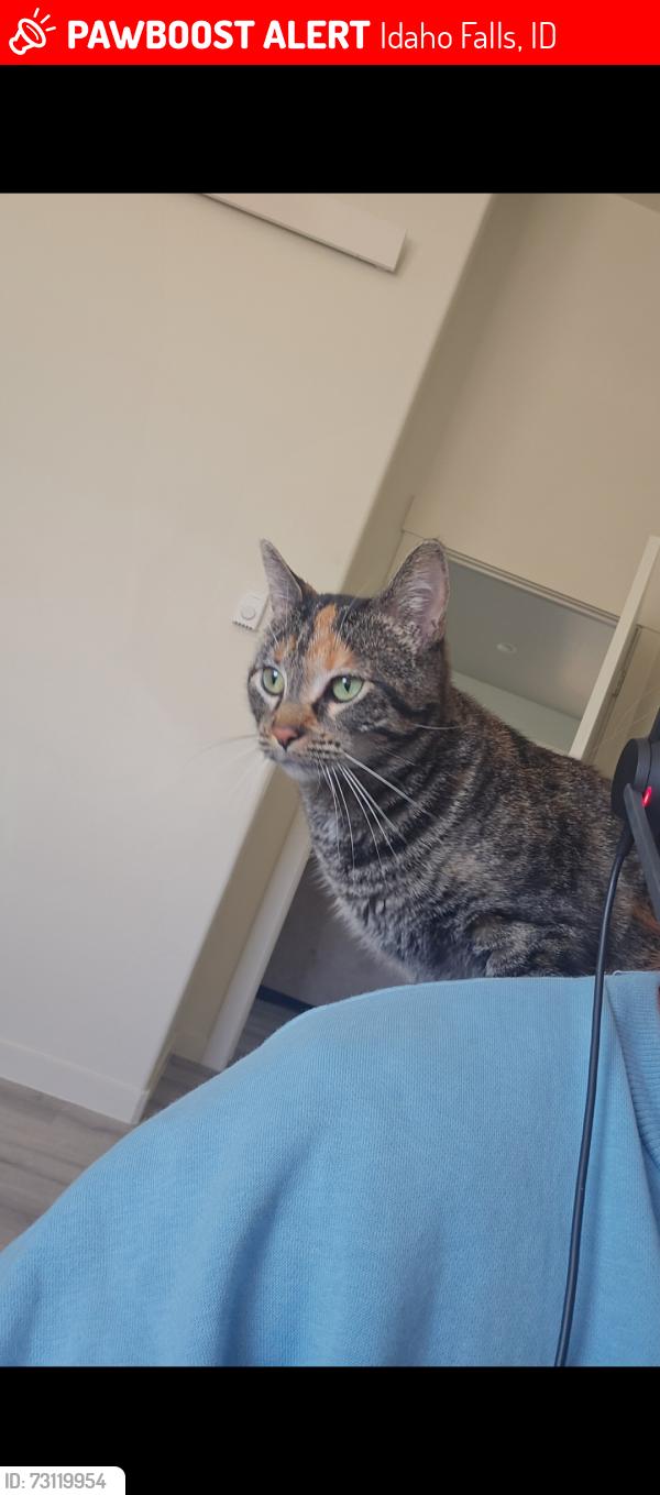 Lost Female Cat last seen Last seen in the canyon land neighborhood at memorial dr and 33 N, Idaho Falls, ID 83401