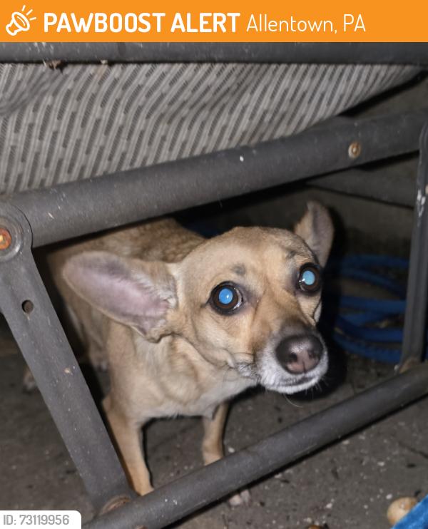 Found/Stray Female Dog last seen N 4th st. And W Chew St., Allentown, PA 18102