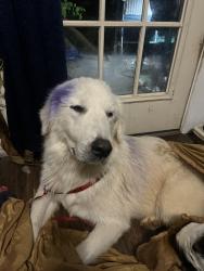 Reunited Male Dog last seen Waunell Drive, Tyler, TX 75702