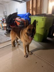 Found/Stray Male Dog last seen Off of I90 in Thomasville - neighborhood by dollar general, Davidson County, NC 27360