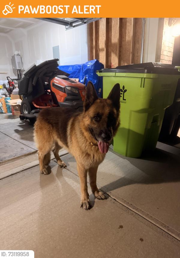 Found/Stray Male Dog last seen Off of I90 in Thomasville - neighborhood by dollar general, Davidson County, NC 27360