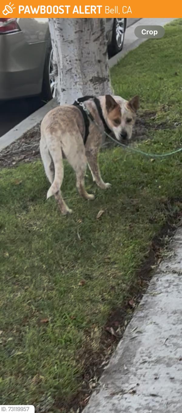 Found/Stray Female Dog last seen Wendy’s near Florence and Otis, Bell, CA 90201