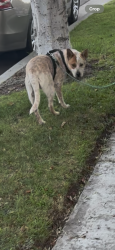 Found/Stray Female Dog last seen Wendy’s near Florence and Otis, Bell, CA 90201