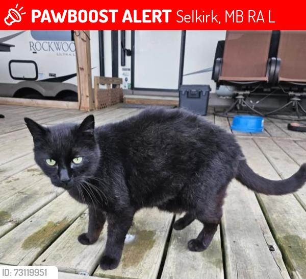 Lost Female Cat last seen Mercy and stanley, Selkirk, MB R1A 2L3