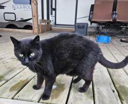 Lost Female Cat last seen Mercy and stanley, Selkirk, MB R1A 2L3