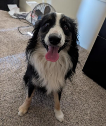 Found/Stray Unknown Dog last seen Elm Ave and Randall Ave - SW corner near flower shop..., Fontana, CA 92335