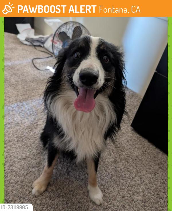 Found/Stray Unknown Dog last seen Elm Ave and Randall Ave - SW corner near flower shop..., Fontana, CA 92335