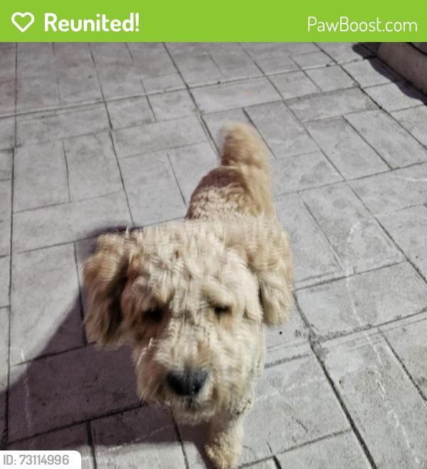 Reunited Male Dog last seen Alameda/Nadeau, Los Angeles, CA 90001