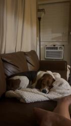 Reunited Male Dog last seen Jackson St, Riverside, CA 92503