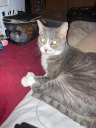 Lost Male Cat last seen Thalia, brownlee woods, struthers, youngstown, Youngstown, OH 44514