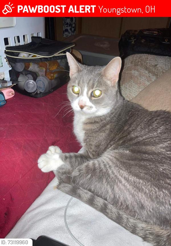 Lost Male Cat last seen Thalia, brownlee woods, struthers, youngstown, Youngstown, OH 44514