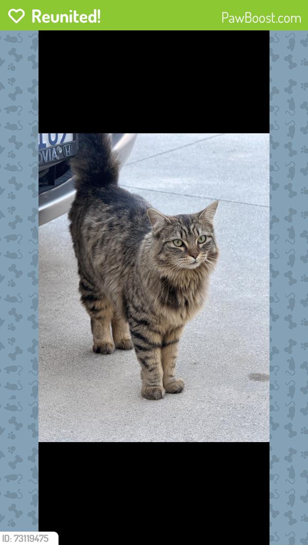 Reunited Female Cat last seen Myrtle and Cullen, Glendora, CA 91741