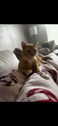 Lost Female Cat last seen Ansley commons apmts, ran toward the woods between us and the black and white apmts behind us., Ladson, SC 29456
