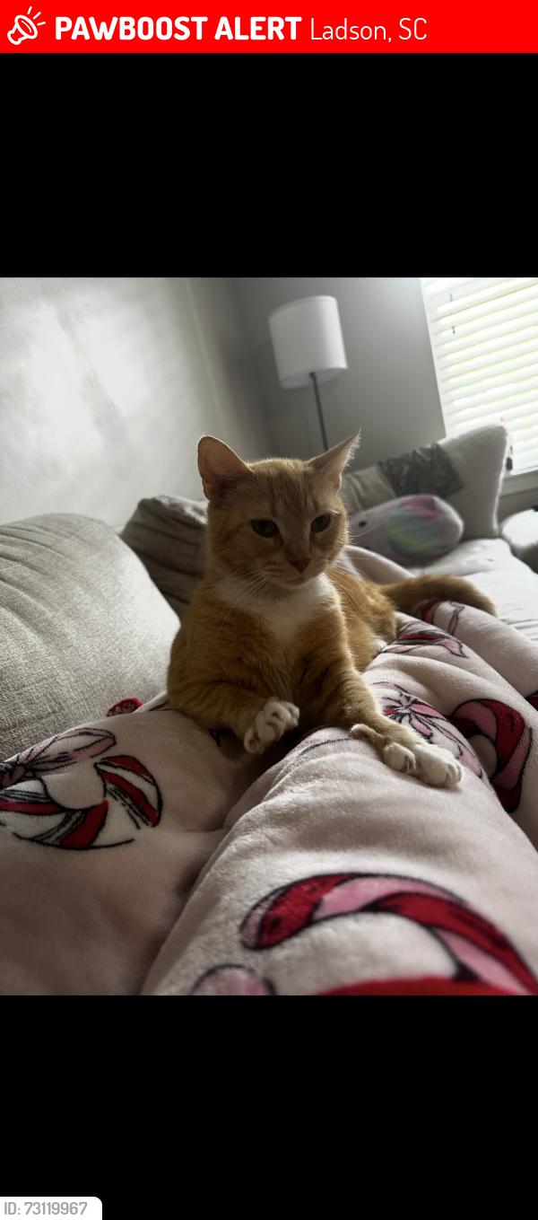 Lost Female Cat last seen Ansley commons apmts, ran toward the woods between us and the black and white apmts behind us., Ladson, SC 29456