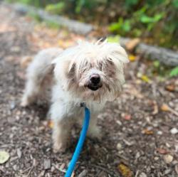 Shelter Stray Female Dog last seen Near N Luzerne Ave, 21205, MD, 301 Stockholm St, Baltimore, MD 21230, USA