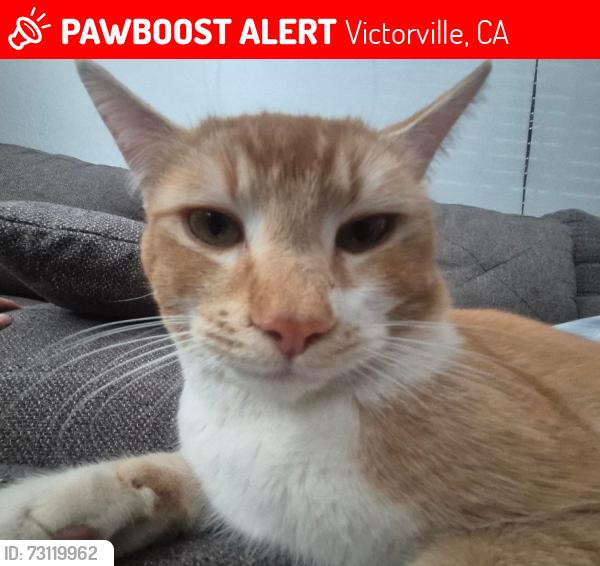 Lost Male Cat last seen Sapphire street, Victorville, CA 92394