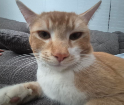 Lost Male Cat last seen Sapphire street, Victorville, CA 92394