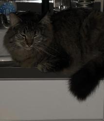 Lost Male Cat last seen Burke Gilman trail, Seattle, WA 98105