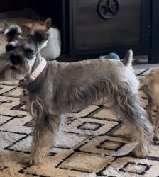 Reunited Female Dog last seen Rodman St & N Kenazo, Horizon City, TX 79928