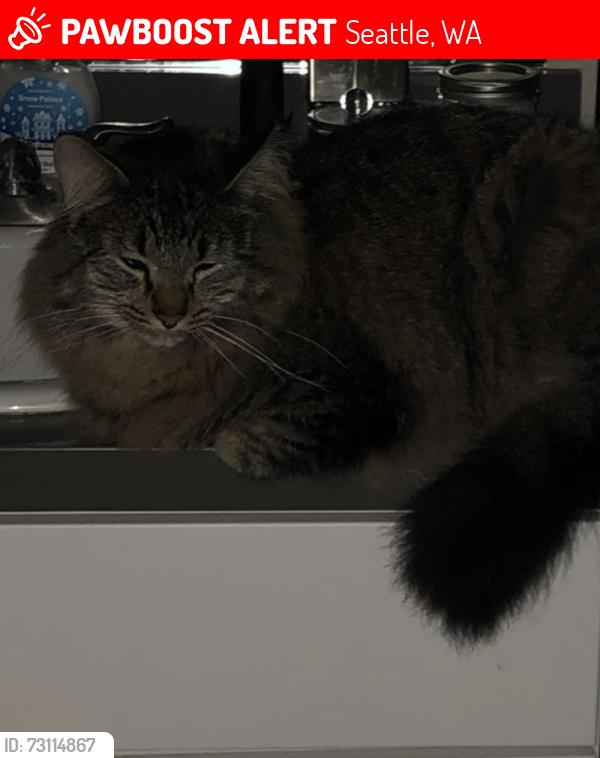 Lost Male Cat last seen Burke Gilman trail, Seattle, WA 98105