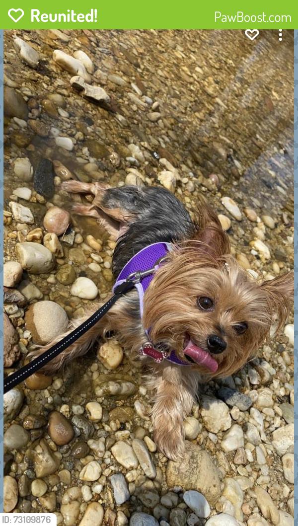 Reunited Female Dog last seen Yorktown and Perrymont, Hopewell, VA 23860
