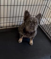 Reunited Female Dog last seen Pickle Rd the cemetery, Oregon, OH 43616