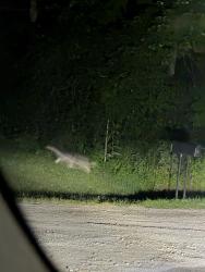 Found/Stray Unknown Dog last seen Terrrys gap rd, Henderson County, NC 28732