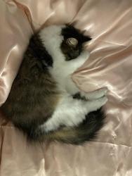 Reunited Female Cat last seen Tara Preserve, Bradenton, FL 34203