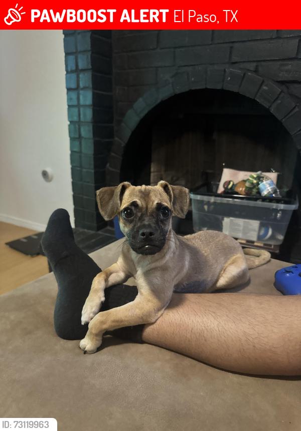Lost Female Dog last seen Near Joe DiMaggio circle, El Paso, TX 79934